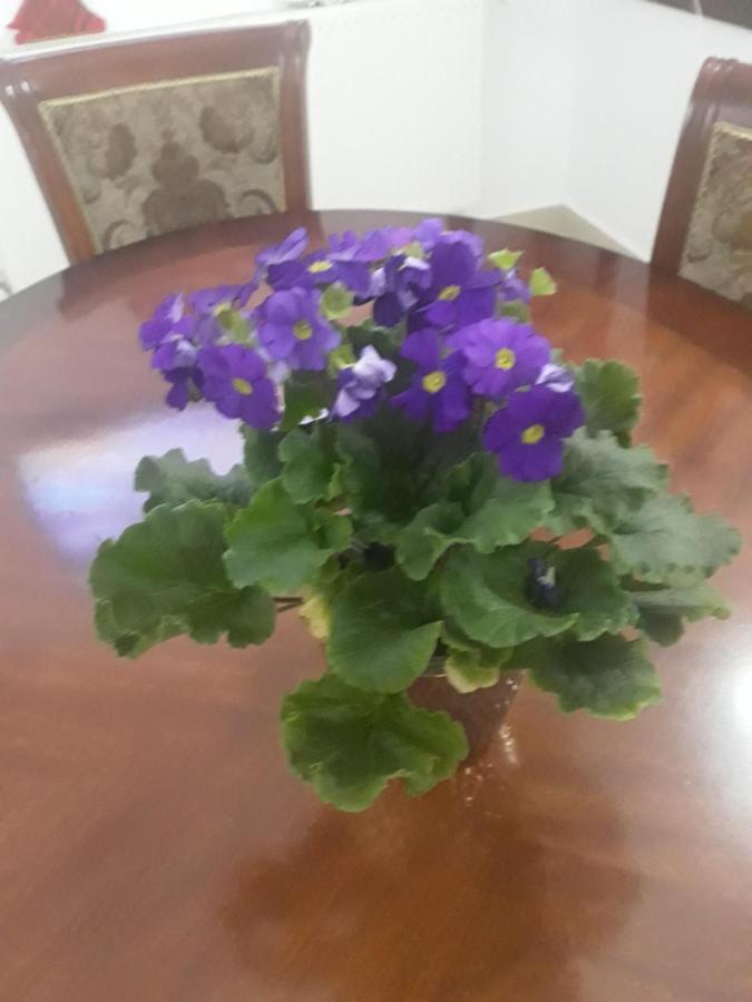 Băile Olăneşti Vila Nicoleta מראה חיצוני תמונה